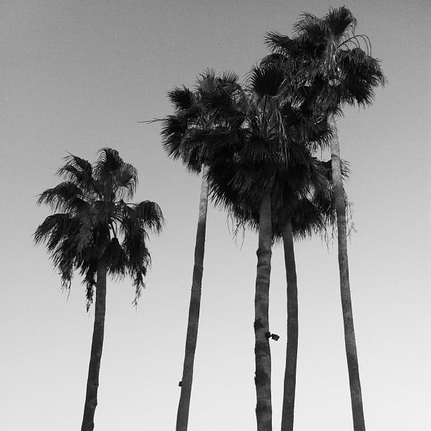 florida keys instagram photos key largo palm trees