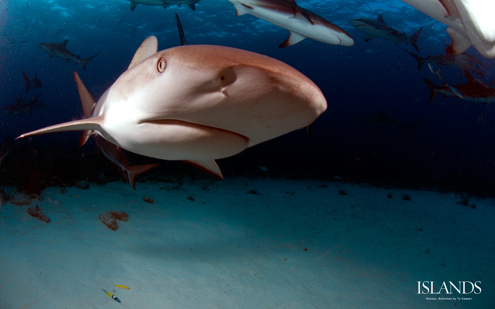 8 desktop wallpaper background nassau bahamas sharks snorkeling diving.jpg