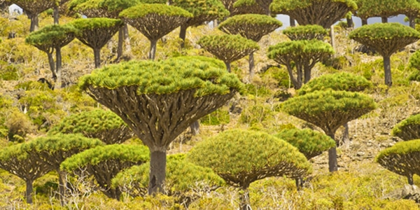 97 socotra tree islands wish list