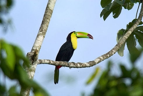 Belize_3_490x330.jpg