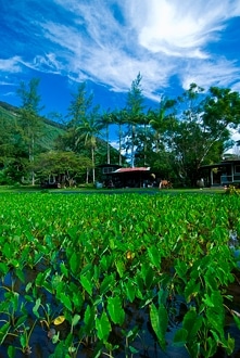 Big_Island08_19_gallery_03.jpg