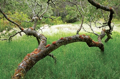 Blue List: Eco-Adventures - Discover the wild wonder of it all with Hawaii Forest & Trail