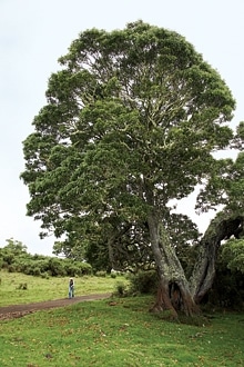 Blue List: Eco-Adventures - Discover the wild wonder of it all with Hawaii Forest & Trail