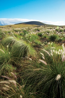 Blue List: Eco-Adventures - Discover the wild wonder of it all with Hawaii Forest & Trail