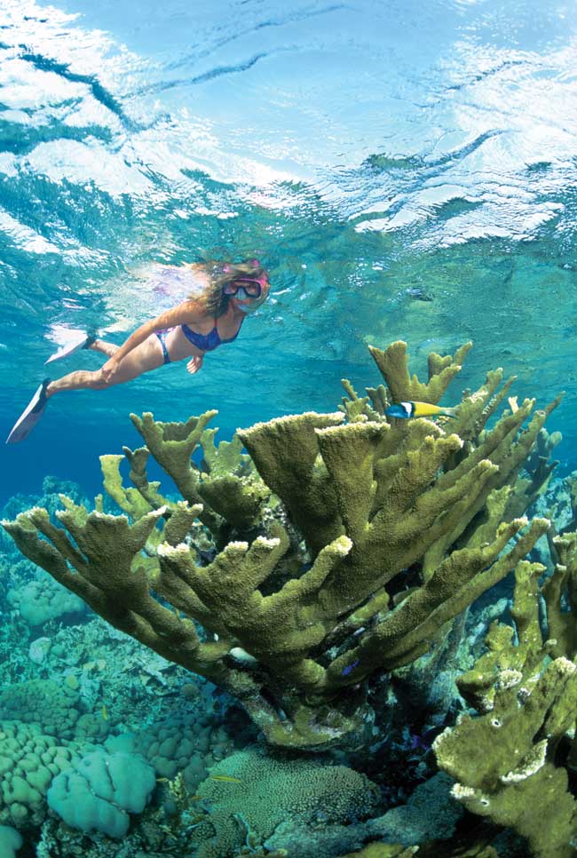 Bonaire Snorkeling