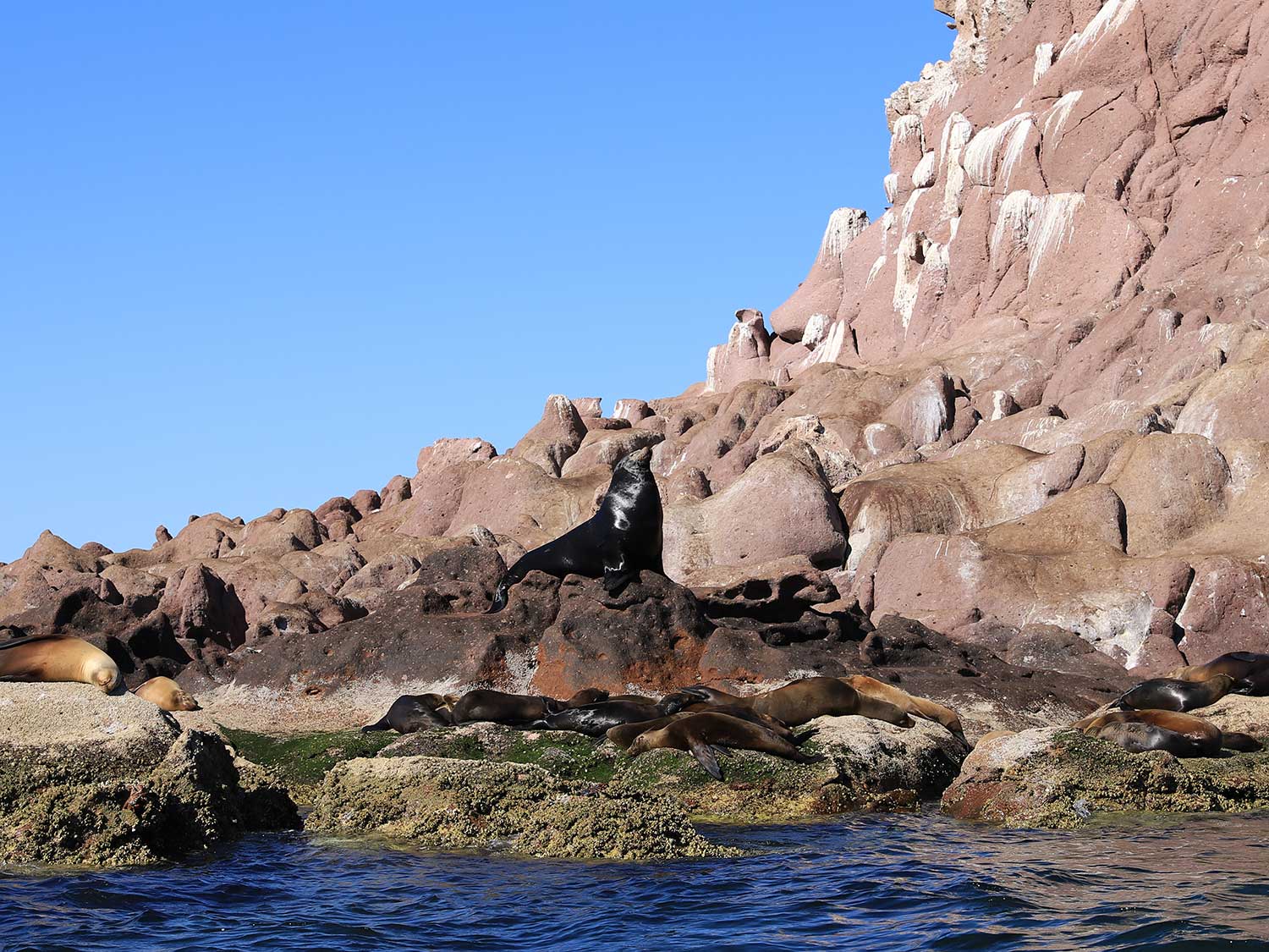 A herd of sea lions on a rocky outcrop by the ocean.