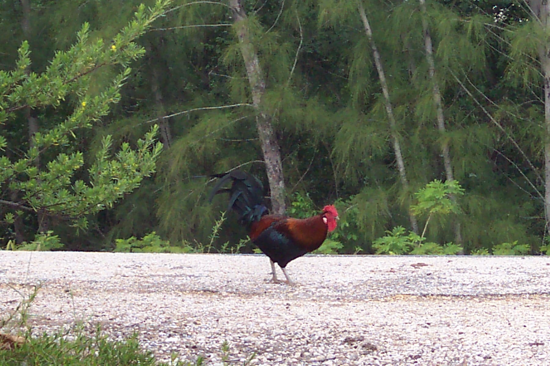 Rooster Crossing Road, Cayman