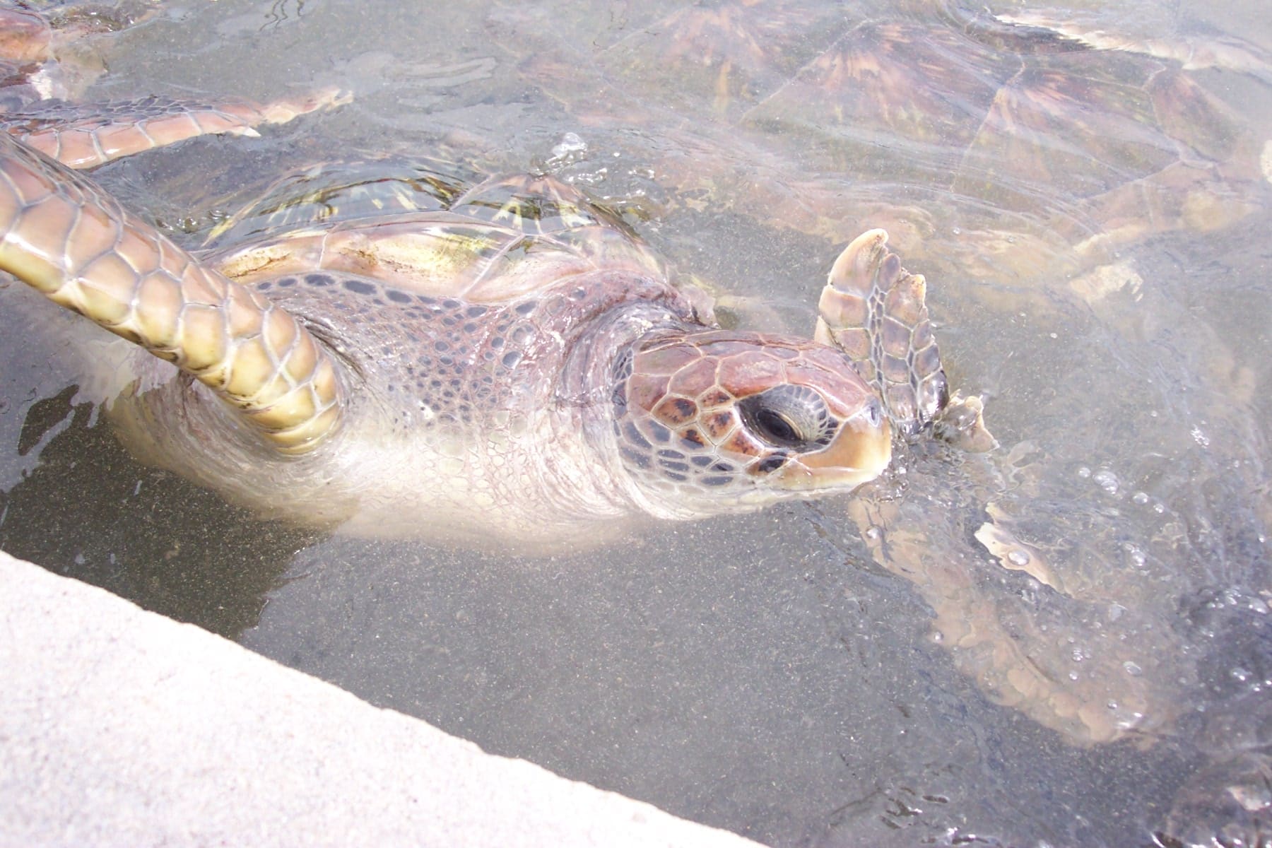 Turtle Farm, Grand Cayman