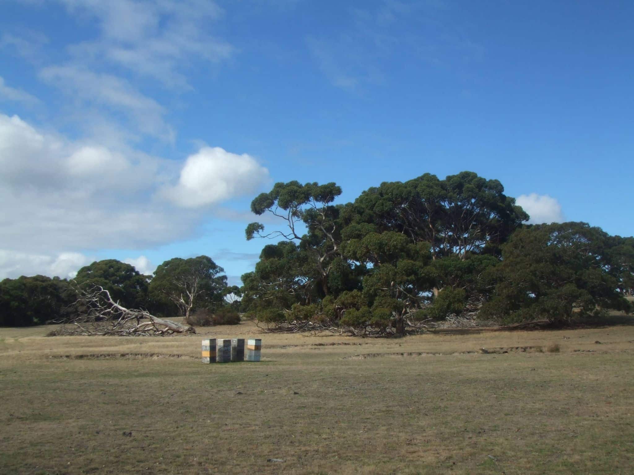 Kangaroo Island Honey Bees