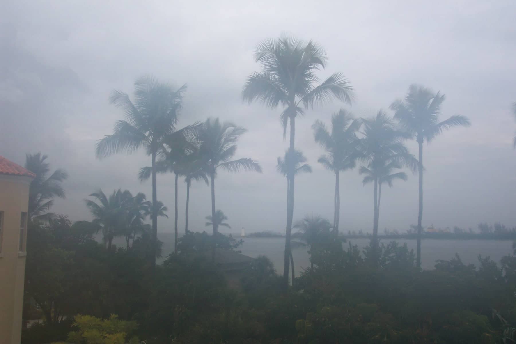 Misty Palms