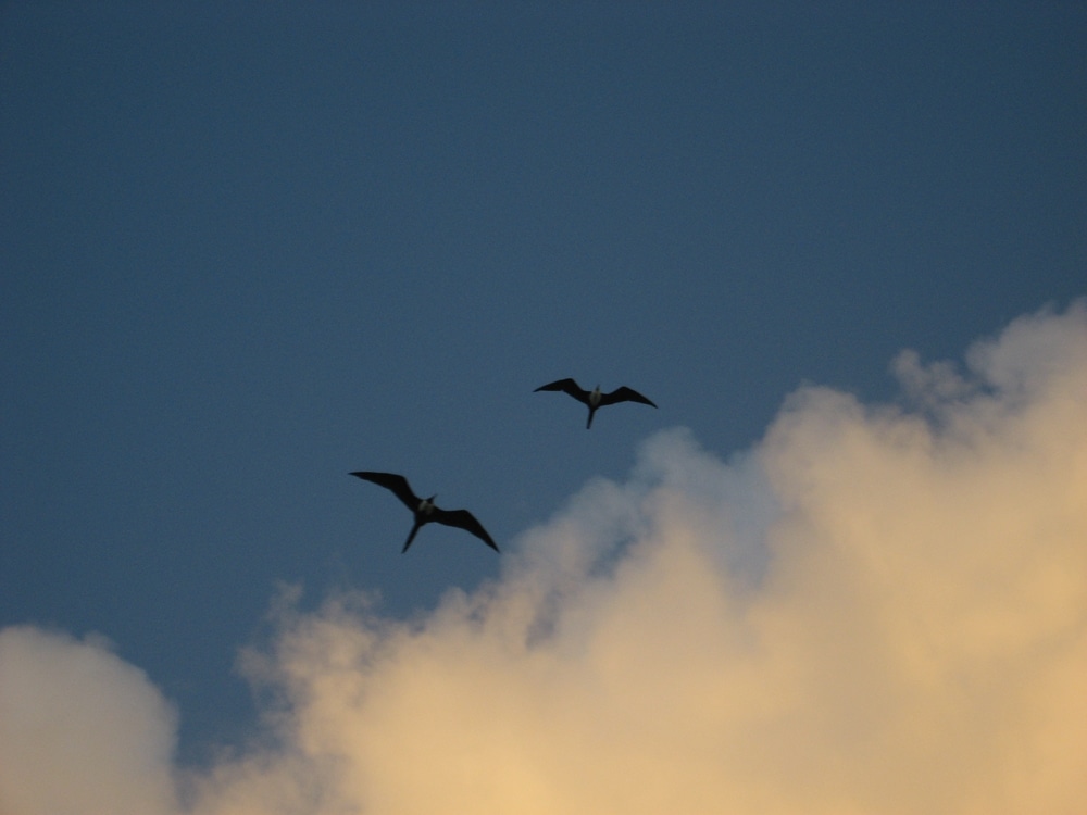 Frigate Birds
