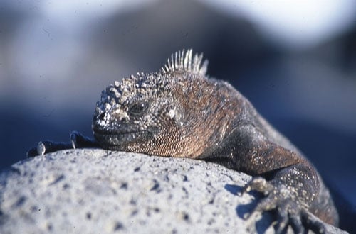 Galapagos_1_500x330.jpg