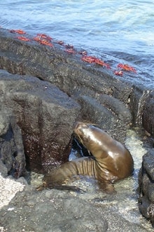 Galapagos_2_220x330.jpg