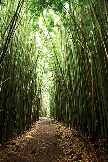 Explore Hawaii Location: Maui