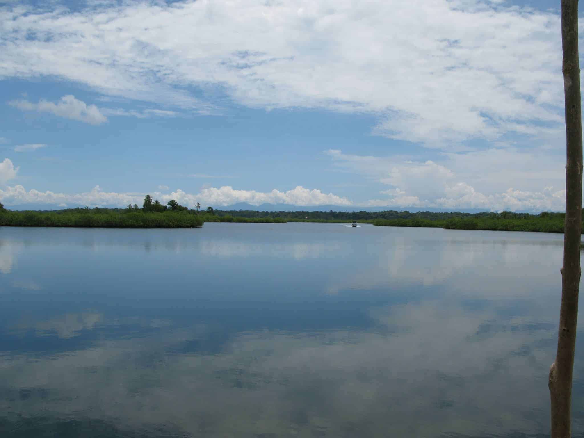 Mangroves and water