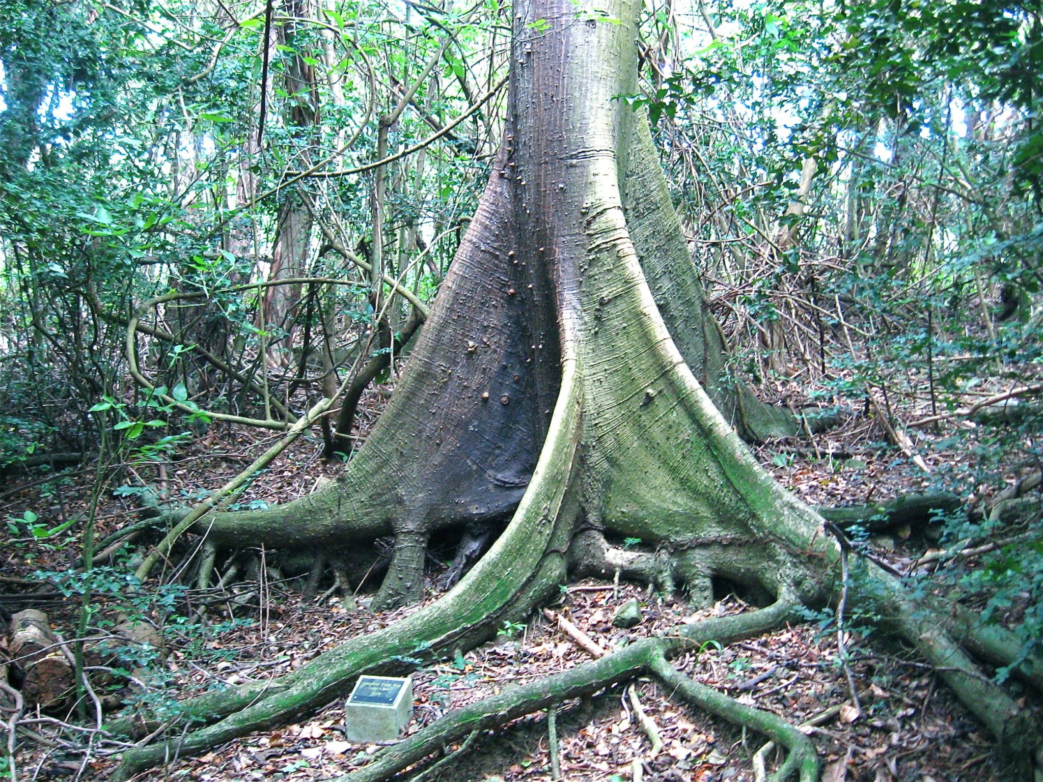 St. Croix tree