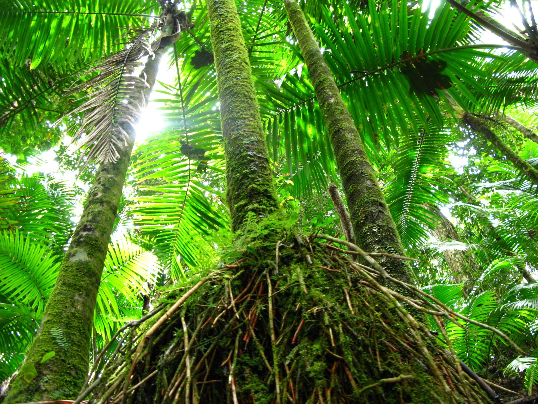 El Yunque, Puerto Rico