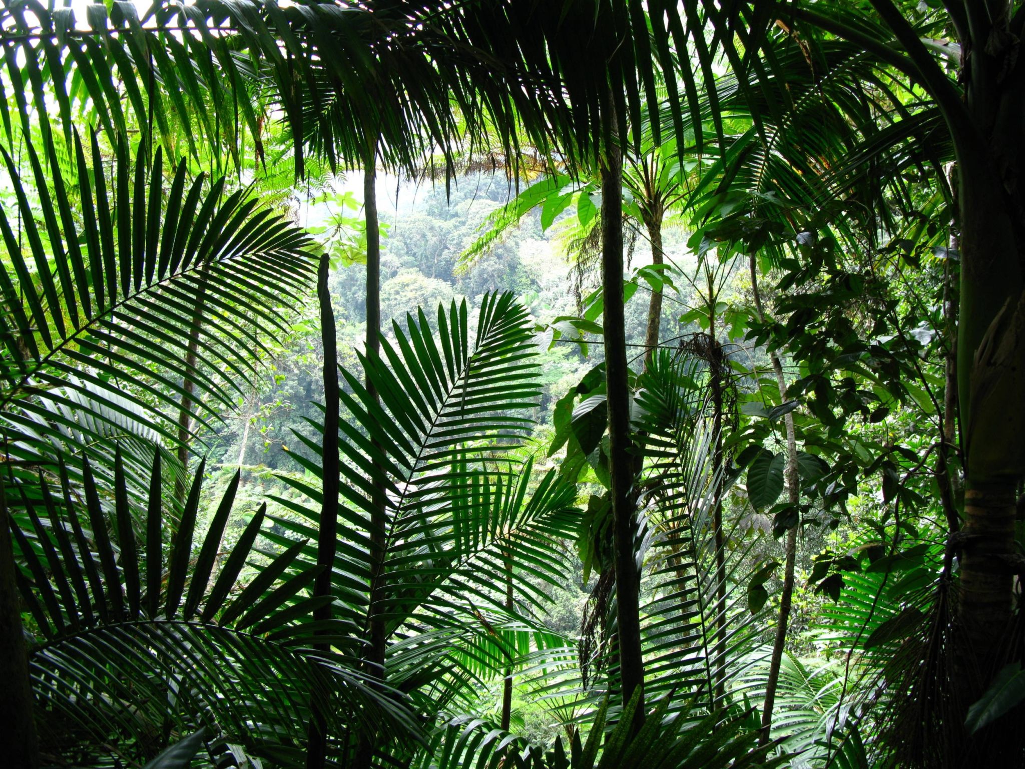 El Yunque, Puerto Rico