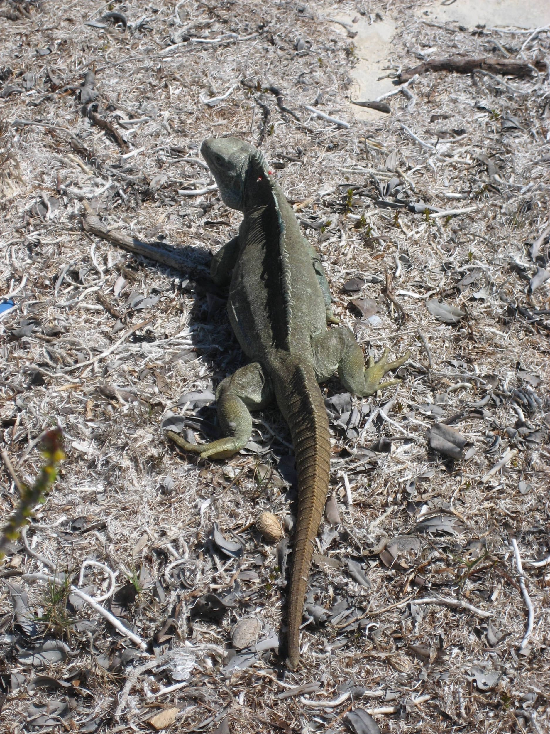 Iguanas are the only inhabitants on Little Way Cay