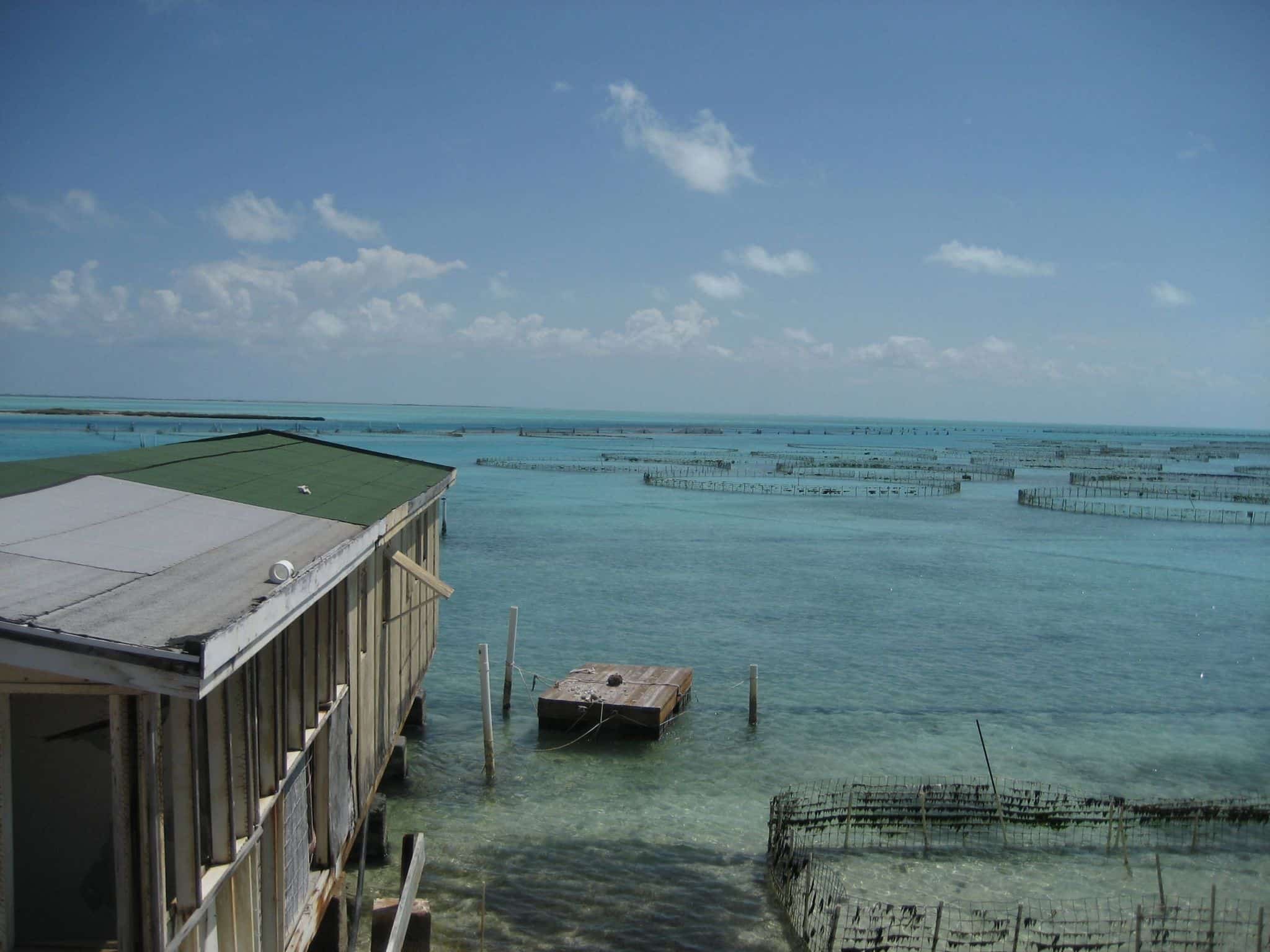 The world's only Conch Farm