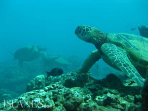 Molokai - Scuba Diving.jpg