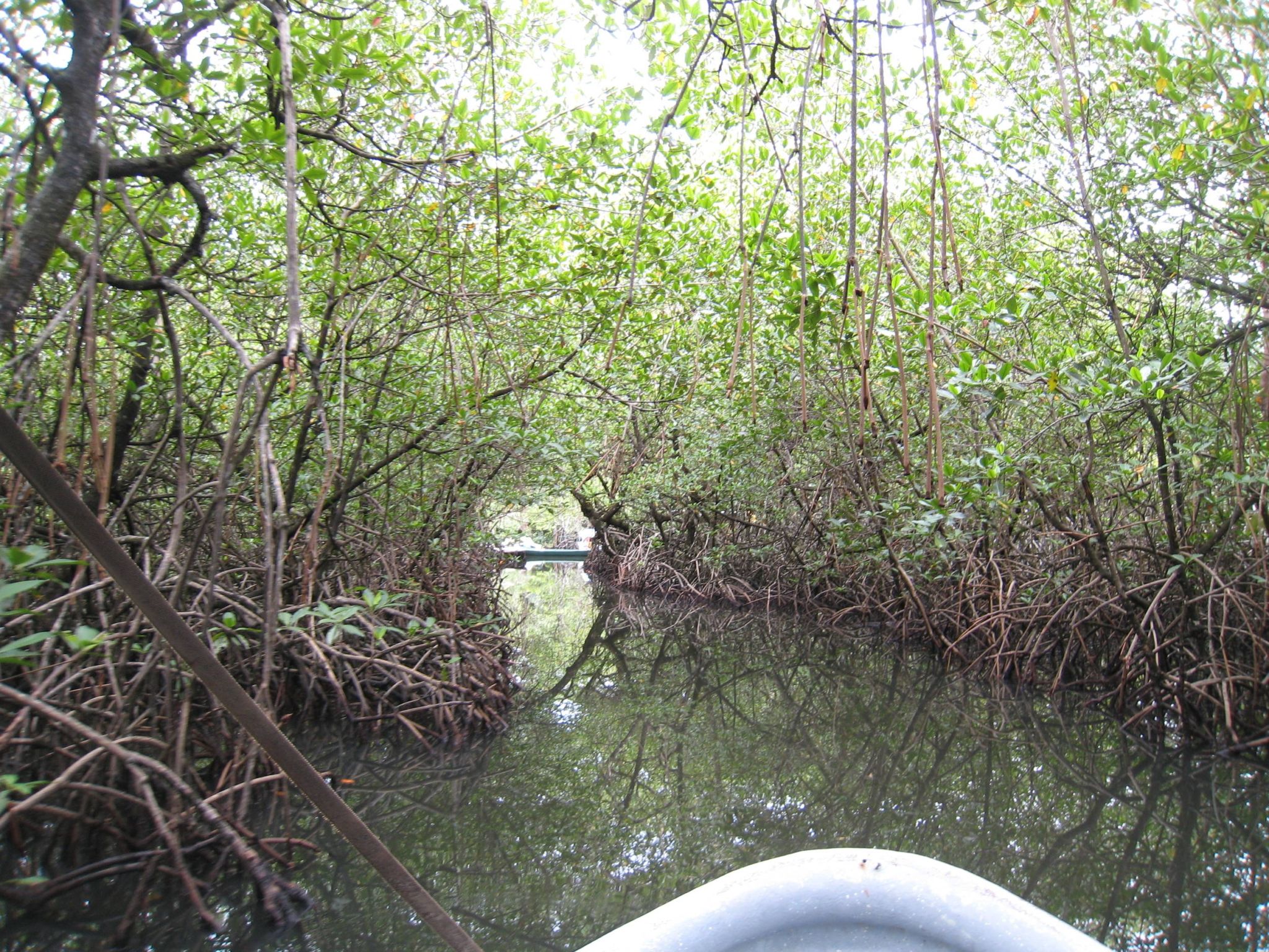 Mangrove Tunnel to Salt Creek