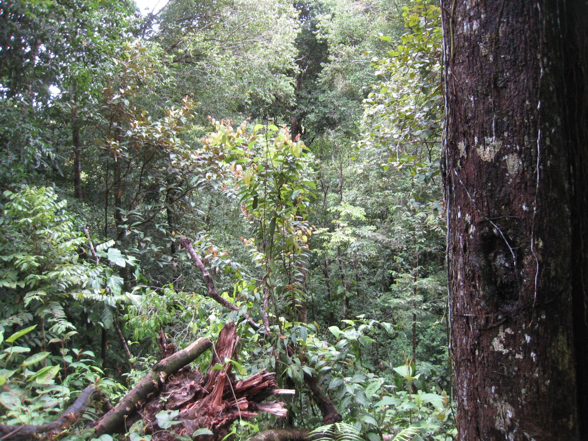 Hike to Playa Larga