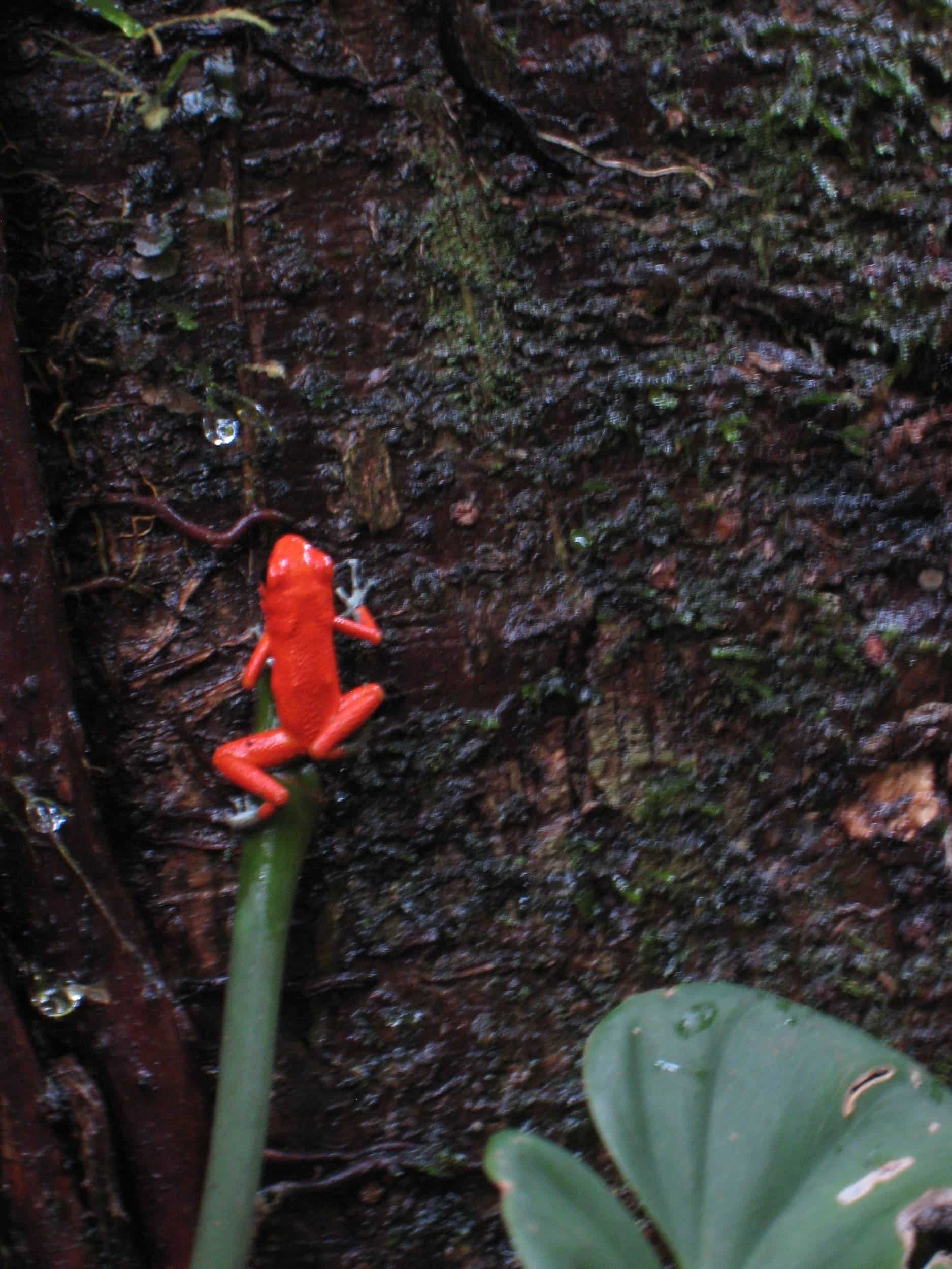 Red Frog