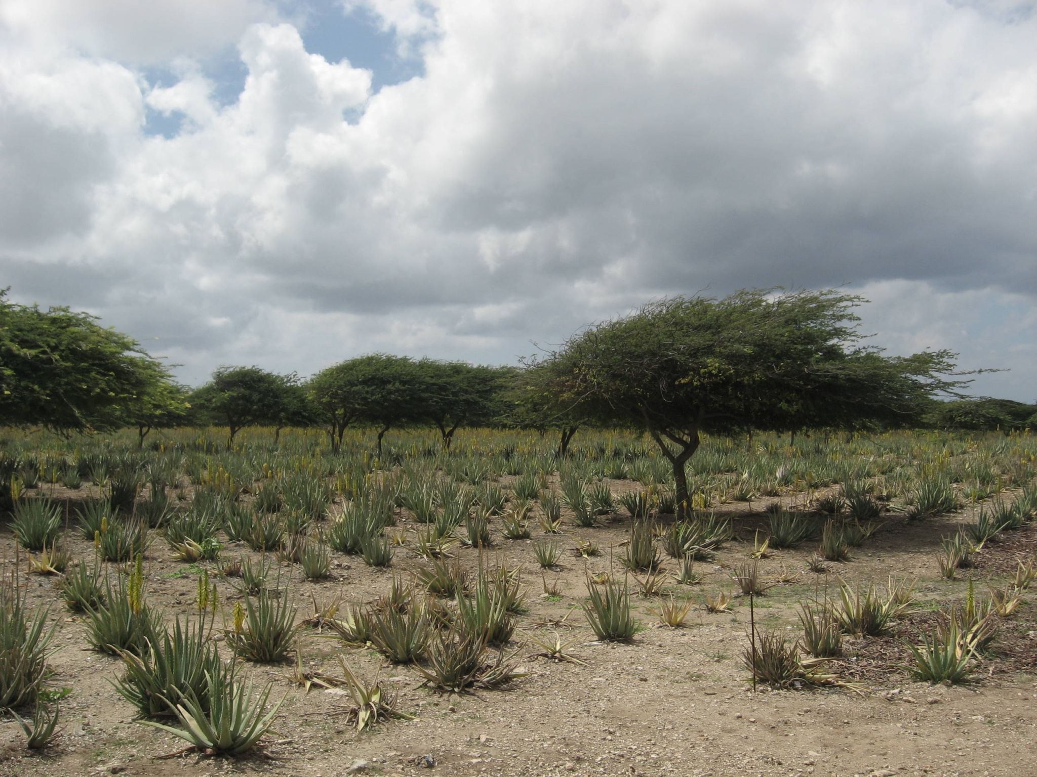 Aruba Aloe Farm Divi Divi