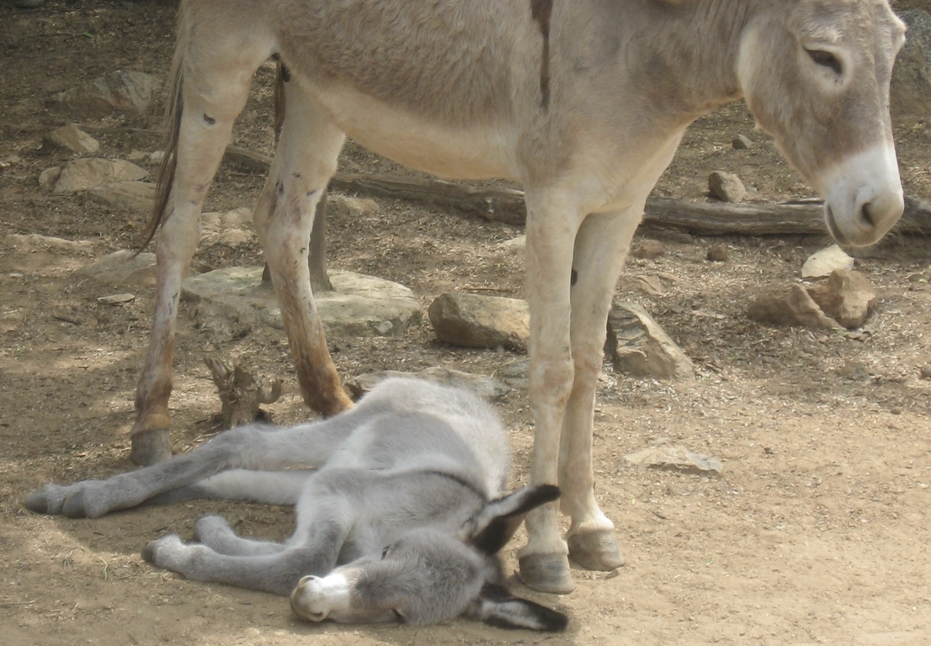 Aruba Donkey Sanctuary I