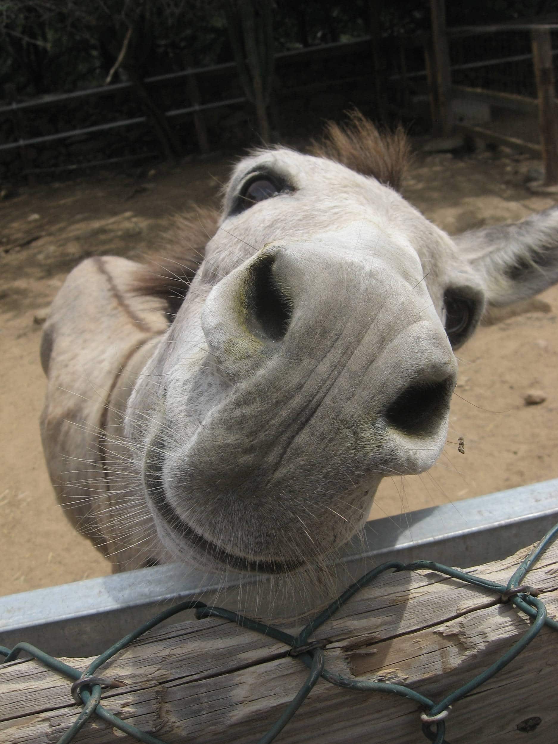 Aruba Donkey Sanctuary II