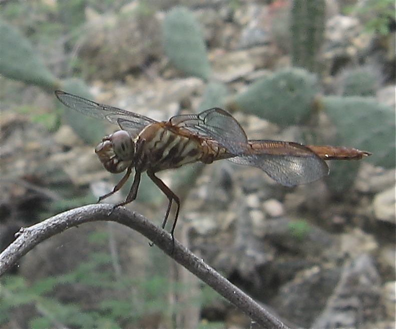 Aruba Dragonfly on Hooiberg (Mount Haystack)