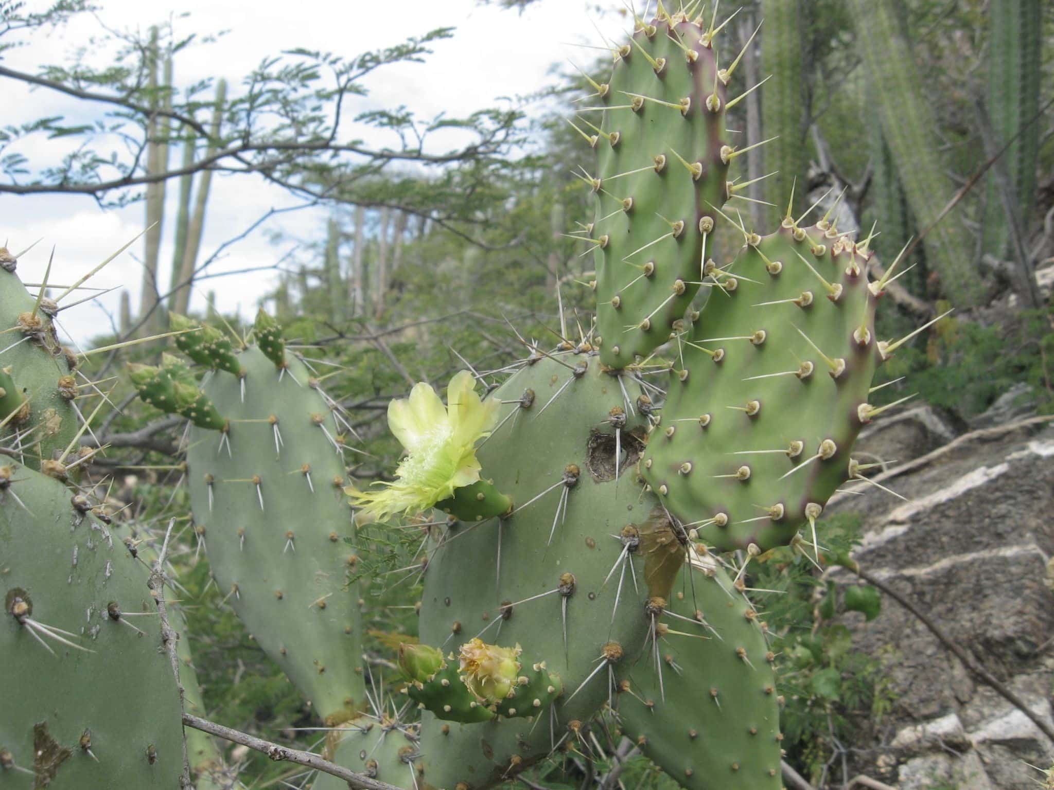 Cactus on Hooiberg (Mount Haystack), Aruba