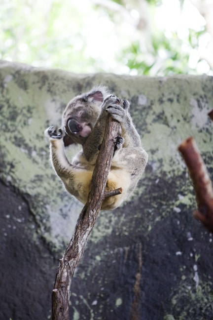 koala, Hamilton Island, Australia