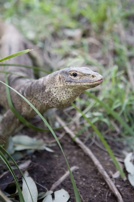 Lizard Island, Australia