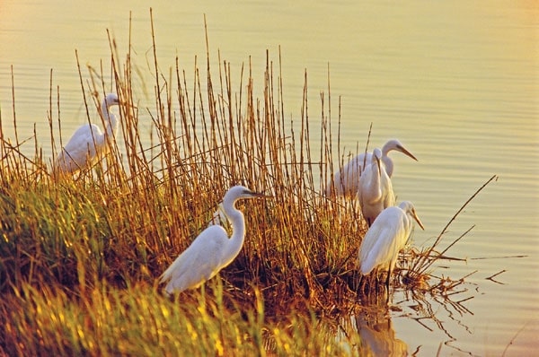 Jekyll Island, Georgia