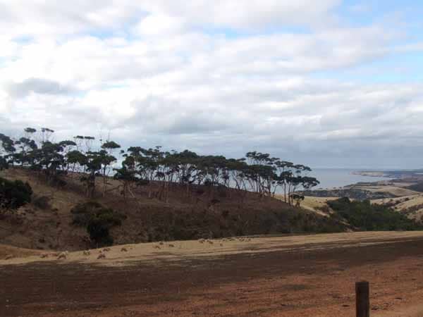 Sheep on Hillside