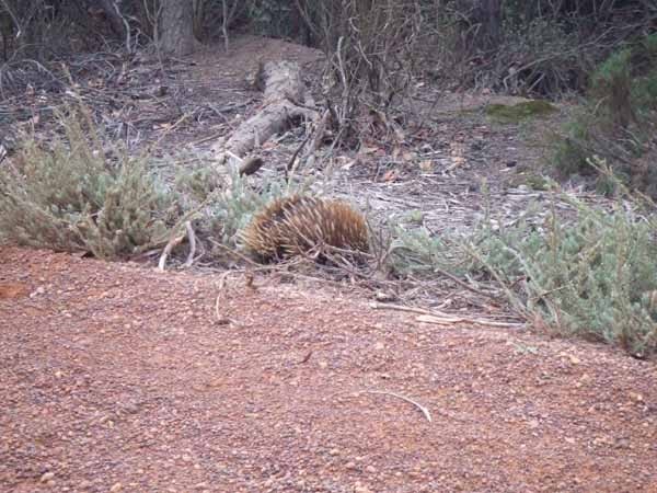 Echidna