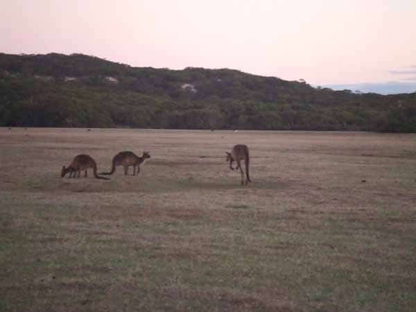 Kangaroos