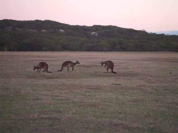 Kangaroos