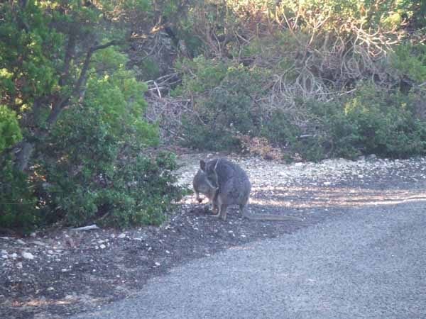 Wallaby