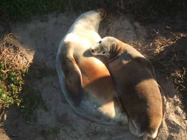 Australian Sealions