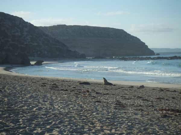 Seal Bay Conservation Park