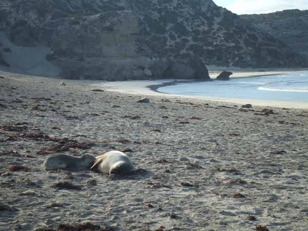 Australian Sealion