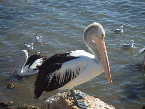 Pelican