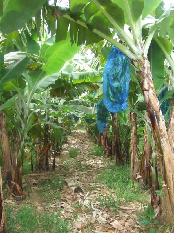 Banana Plantation