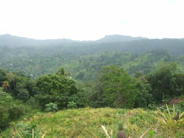 Pinapple Plantation