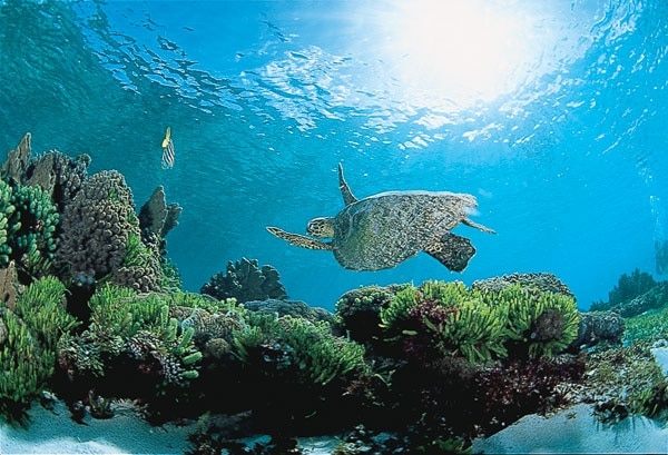 Lord Howe