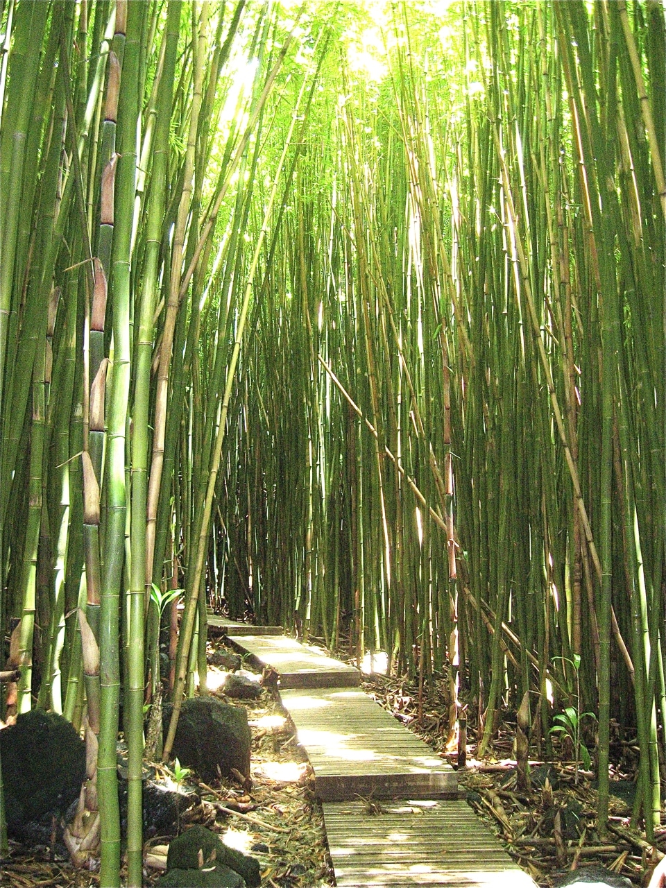 Bamboo Forest, Maui