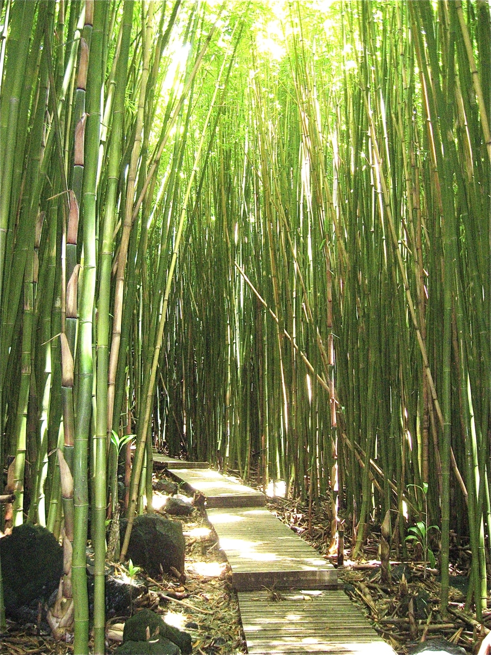 Bamboo Forest, Maui